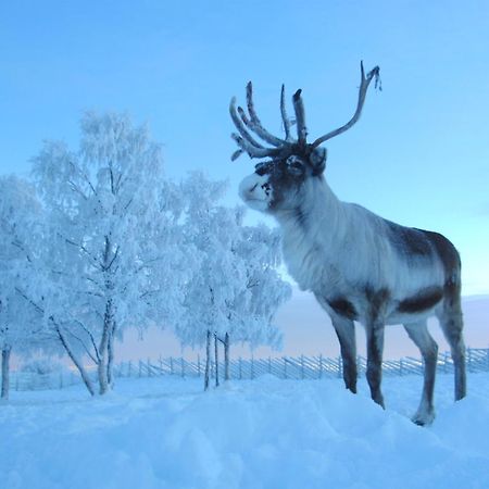 Reindeer Lodge Jukkasjärvi المظهر الخارجي الصورة