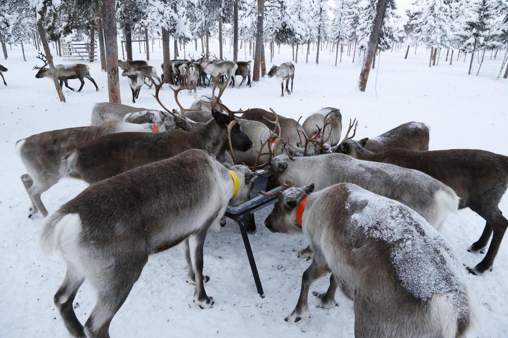 Reindeer Lodge Jukkasjärvi المظهر الخارجي الصورة