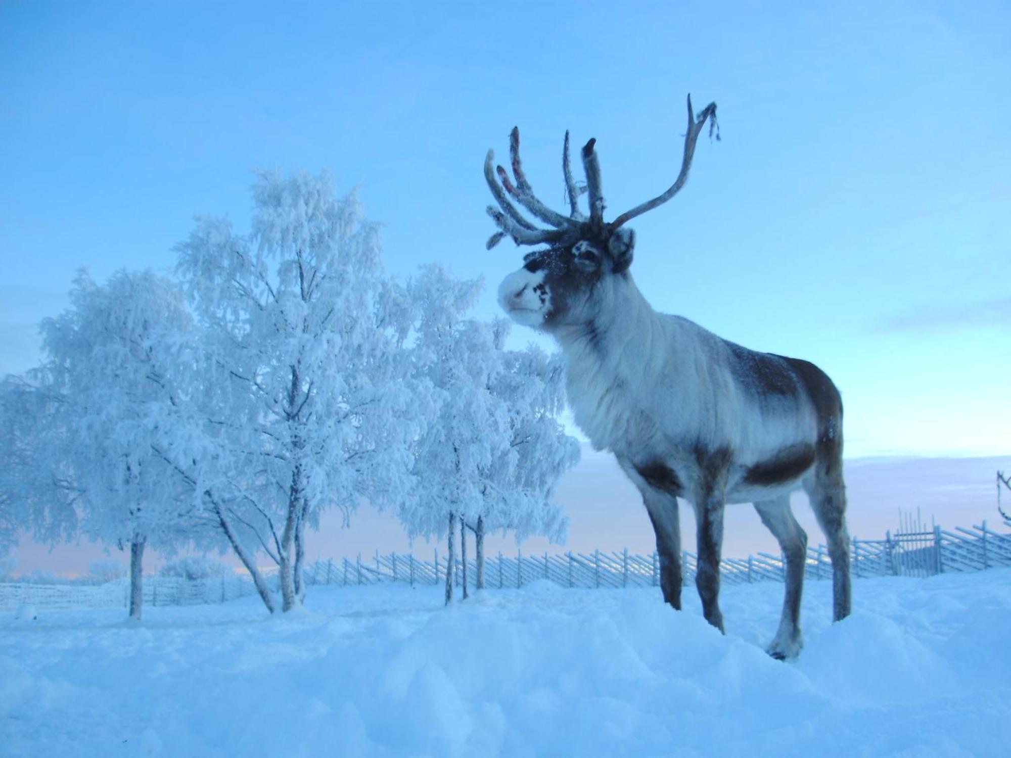 Reindeer Lodge Jukkasjärvi المظهر الخارجي الصورة