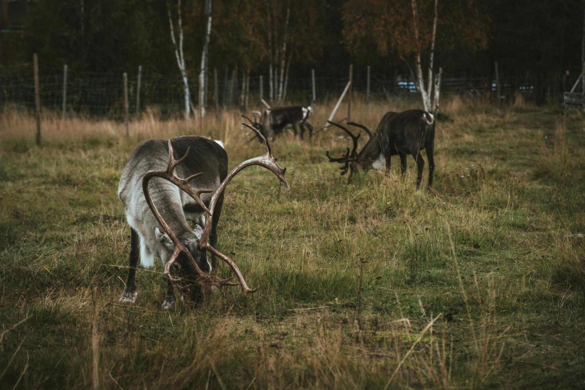 Reindeer Lodge Jukkasjärvi المظهر الخارجي الصورة